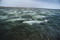 Beluga (Delphinapterus leucas) whale, group swimming and molting in freshwater shallows, Somerset Island, Nunavut, Canada