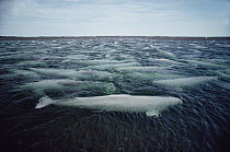 Beluga (Delphinapterus leucas) whale, hundreds swim and molt in freshwater shallows, Northwest Territories, Canada