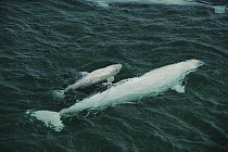 Beluga (Delphinapterus leucas) cows and calves in shallow estuary, Somerset Island, Nunavut, Canada