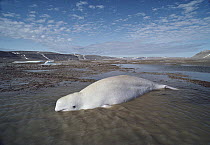 Beluga (Delphinapterus leucas) whale stranded at low tide, Somerset Island, Nunavut, Canada