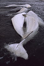 Beluga (Delphinapterus leucas) whales stranded until tide comes in, Somerset Island, Northwest Territory, Canada