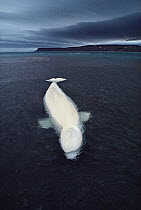 Beluga (Delphinapterus leucas) whale stranded at low tide, Somerset Island, Nunavut, Canada