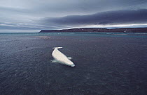 Beluga (Delphinapterus leucas) whale stranded and awaiting incoming tide as storm approaches, Canada
