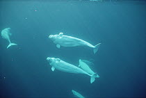 Beluga (Delphinapterus leucas) curious group at 200 foot depth, Jones Sound, Northwest Territories, Canada