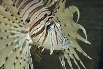 Common Lionfish (Pterois volitans), native to Indonesia