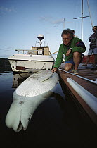 Toxicologist Pierre Beland with dead, pregnant Beluga (Delphinapterus leucas) whale, possibly killed by toxic pollution, Tadoussac, Gulf of St Lawrence, Canada