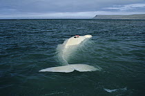 Beluga (Delphinapterus leucas) tagged with satellite transmitter and stranded, awaits incoming tide, Northwest Territories, Canada