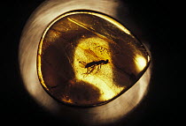 Mosquito (Culex sp) embalmed inside amber, Russia