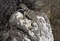 Collared Lizard (Crotaphytus collaris) sunning itself on a rock, Mojave Desert, California