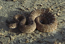 Red Rattlesnake (Crotalus ruber) coiled on ground, Baja California, Mexico