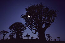 Quiver Tree (Aloe dichotoma) backlit by moon, Namibia