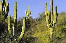 Saguaro (Carnegiea gigantea) cactus landscape, Saguaro National Park, Arizona