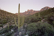 Saguaro (Carnegiea gigantea) cactus, Organ Pipe Cactus National Monument, Arizona