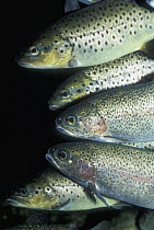 Speckled Trout (Cynoscion nebulosus) group, a popular sport fish, occurring in the west Atlantic to the Gulf of Mexico
