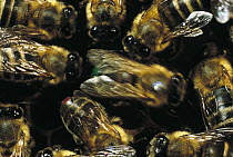 Honey Bee (Apis mellifera) group gather around dancing bee to learn of nectar sources, Wurzburg, West Germany