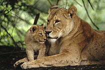 African Lion (Panthera leo) mother and cub, Solio Reserve, Kenya