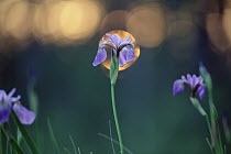 Western Blue Flag Iris (Iris missouriensis) flowers, Minnesota