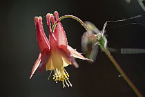 Wild Columbine (Aquilegia canadensis) flower, Minnesota