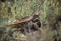 American Beaver (Castor canadensis) carrying cut branches used to build its lodge, Alaska
