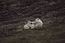Arctic Wolf (Canis lupus) teaching pup to kill Arctic Hares (Lepus arcticus), Ellesmere Island, Nunavut, Canada