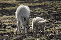Arctic Wolf (Canis lupus) scolding submissive pup, Ellesmere Island, Nunavut, Canada