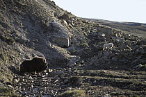 Arctic Wolf (Canis lupus) cornering Muskox (Ovibos moschatus), Ellesmere Island, Nunavut, Canada