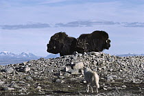 Arctic Wolf (Canis lupus) stalking Muskox (Ovibos moschatus) pair in defensive formation, Ellesmere Island, Nunavut, Canada