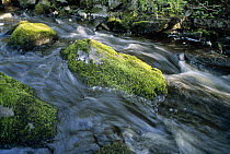 Stream with moss covered rocks, Boundary Waters Canoe Area Wilderness, Minnesota