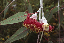 Gum Tree (Eucalyptus sp) close-up detail of blossom and leaves, UCSC Arboretum, Santa Cruz, California