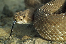 Red Rattlesnake (Crotalus ruber) with tongue extended, Baja California, Mexico