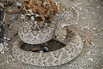 Speckled Rattlesnake (Crotalus mitchellii) coiled on ground, Mojave Desert, California
