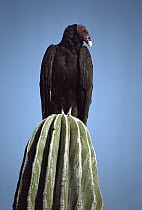Turkey Vulture (Cathartes aura) adult perching on Cardon (Pachycereus pringlei) cactus, Baja California, Mexico