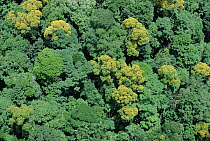 Red Yemeri (Vochysia ferruginea) flowering trees in the forest canopy of the Osa Peninsula, Costa Rica