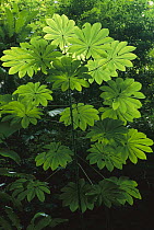 Cecropia (Cecropia sp) leaves, Costa Rica