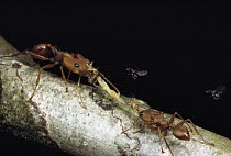 Ant (Daceton sp) workers wringing juice from caterpillar as they inexpertly try to transport it, flies feasting on the ooze, Venezuela