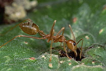 Weaver Ant (Oecophylla longinoda) stationed at the entrance of a fig waiting to devour Fig Wasps as they attempt to penetrate the fig's entrance, Papua New Guinea