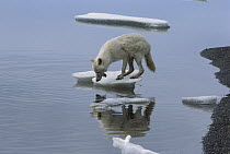 Arctic Wolf (Canis lupus) on ice floe with reflection in water, Ellesmere Island, Nunavut, Canada