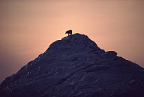 Arctic Wolf (Canis lupus) atop iceberg, Ellesmere Island, Nunavut, Canada