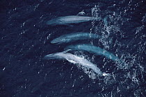 Blue Whale (Balaenoptera musculus) aerial view of group, Santa Barbara Channel, California