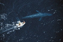 Blue Whale (Balaenoptera musculus) researcher Bruce Mate attempting to satellite tag whale, California