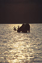 Moose (Alces alces andersoni) male feeding in lake, Minnesota