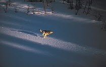 Timber Wolf (Canis lupus) running across frozen Kawishiwi Lake, Minnesota
