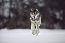 Timber Wolf (Canis lupus) walking, Northwoods, Minnesota