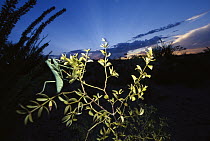 Arizona Mantis (Stagmomantis limbata) on Creosote bush, Tucson, Arizona