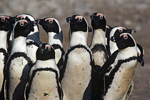 Black-footed Penguin (Spheniscus demersus) group, Namibia