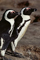 Black-footed Penguin (Spheniscus demersus) pair, Namibia