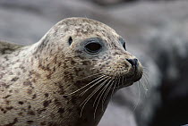 Harbor Seal (Phoca vitulina) portrait