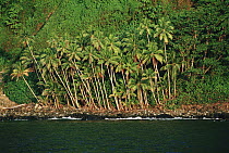 Cocos Island covered with rainforest, receives eight meters of rain a year, 300 miles off of the Pacific coast of Costa Rica