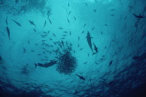 Tuna (Scombridae) and dolphins feeding on baitball that aggregated in great numbers under ocean debris, Cocos Island, Costa Rica