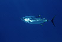 Yellowfin Tuna (Thunnus albacares) off of Cocos Island, Costa Rica